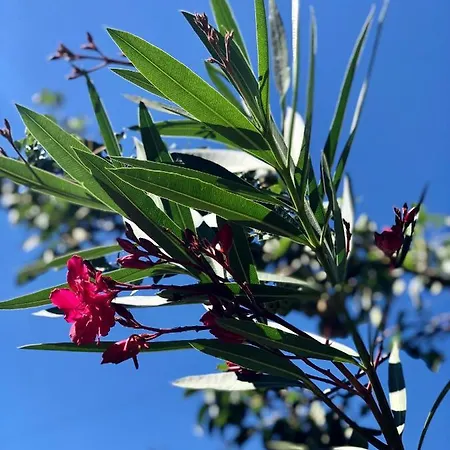 Quinta Fronteira Διαμέρισμα Bensafrim